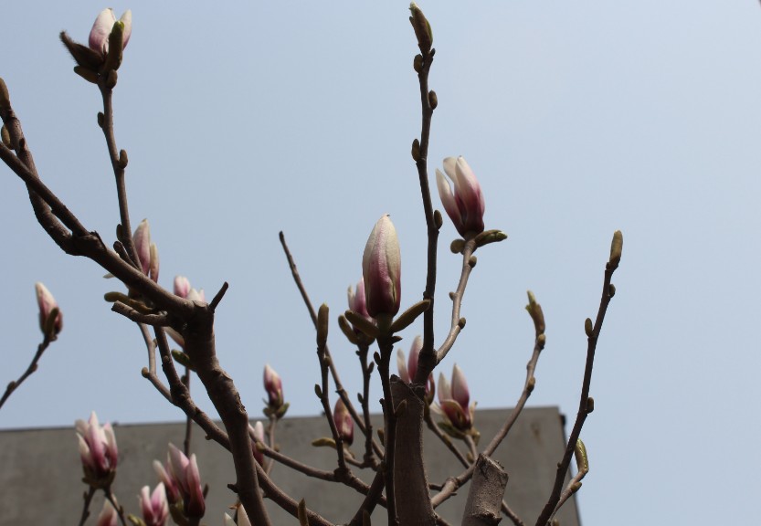 紫锦广场楼下的春天一