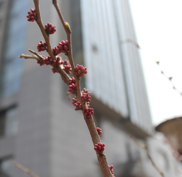 紫锦广场楼下的春天三